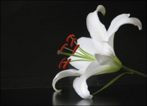 liliom.jpg